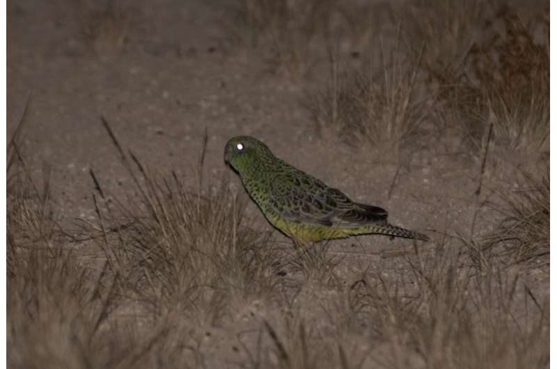Fellowship aims to protect threatened Australian night parrots