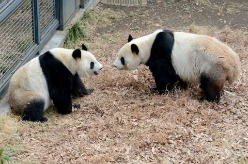 Female giant panda Shin Shin (L) and male giant panda Ri Ri (R) at the Ueno Zoo in Tokyo mated in February for the first time in