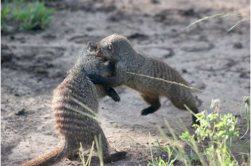 Female mongooses help their pups by driving out rivals