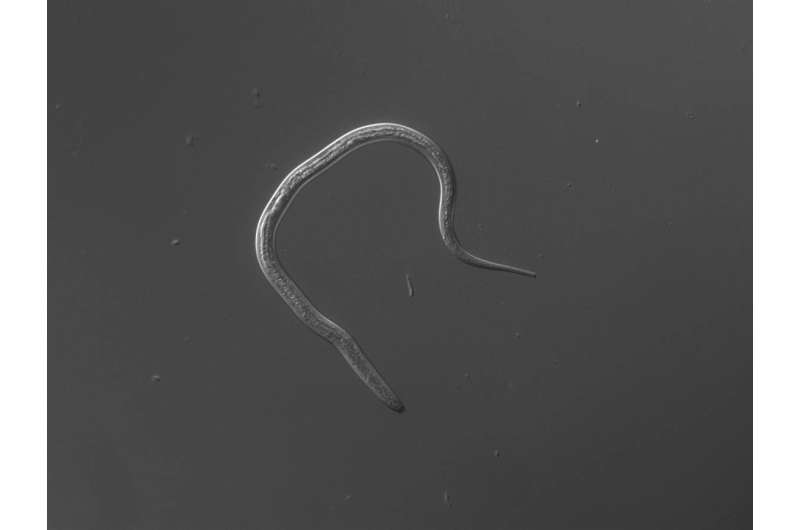 Finding a lethal parasite's vulnerabilities