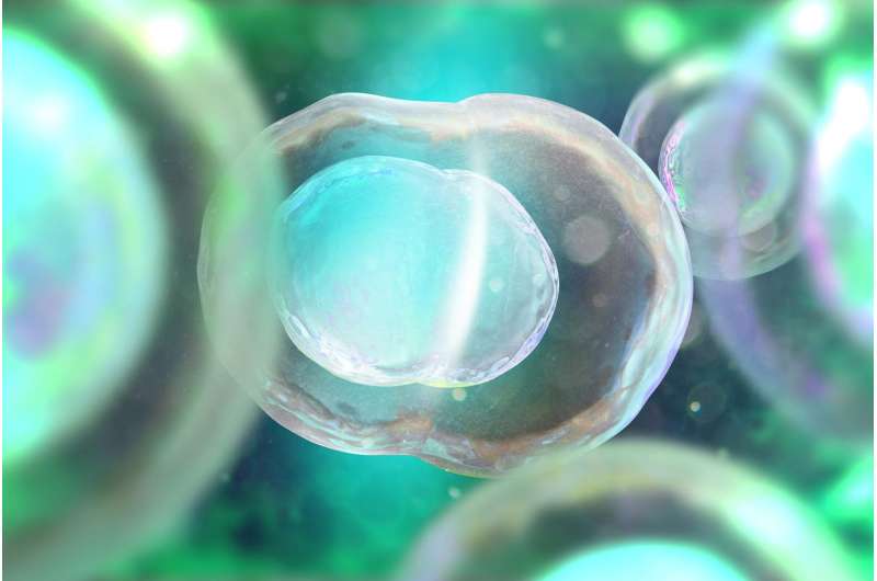 Findings: Induced pluripotent stem cells don't increase genetic mutations