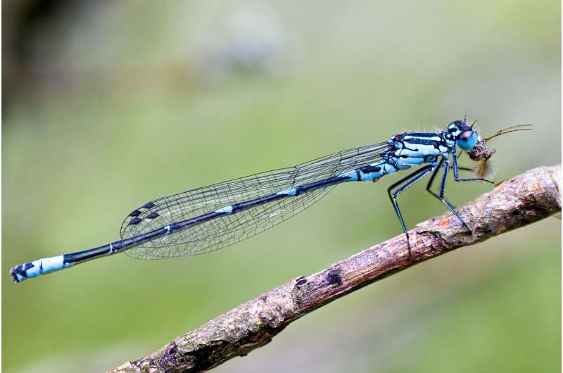 Finnish researchers discover what is on the menu for dragonflies