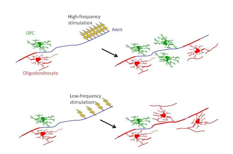 Firing of neurons changes the cells that insulate them