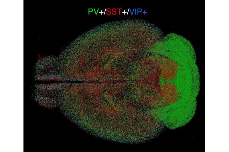 First cell-type census of mouse brains: Surprises about structure, male-female differences