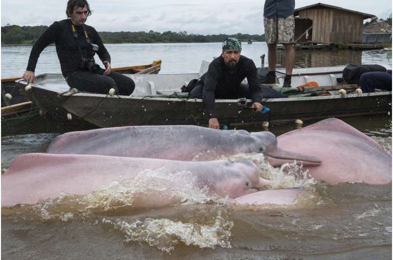 First-ever tagging of Amazon dolphins to boost conservation efforts