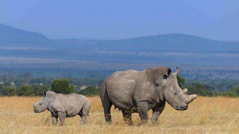 First evidence of rhinoceros’ ability to correct gender imbalance
