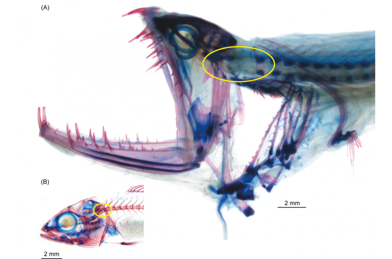 First functional fish head joint discovered in deep-sea dragonfishes in museum collections