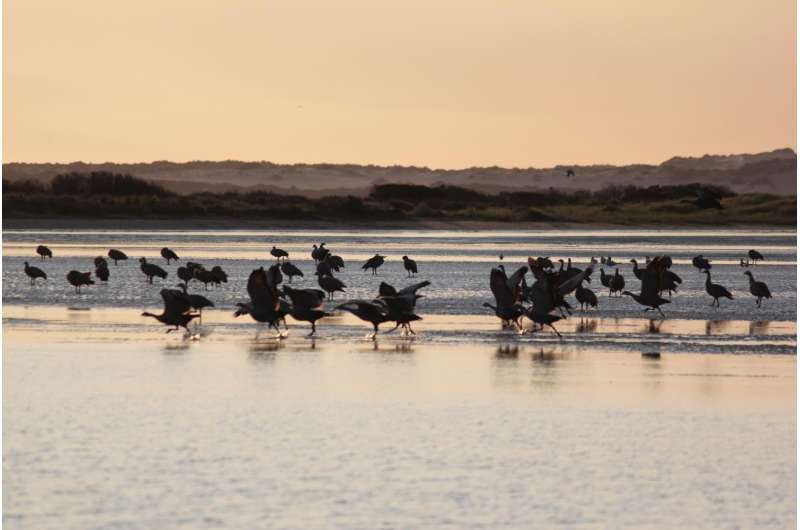 First long-term study of Murray-Darling Basin wetlands reveals severe impact of dams