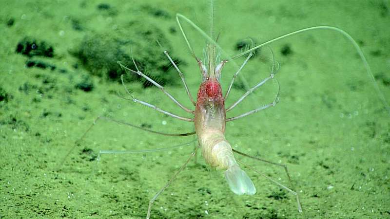 First of a kind footage of a living stylodactylid shrimp filter-feeding at depth of 4826 m