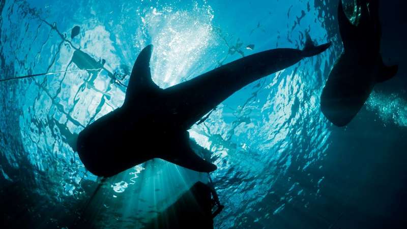 First successful wild whale shark health assessments performed
