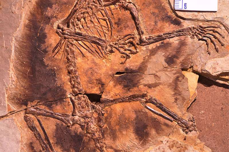 First winged mammals from the Jurassic period discovered