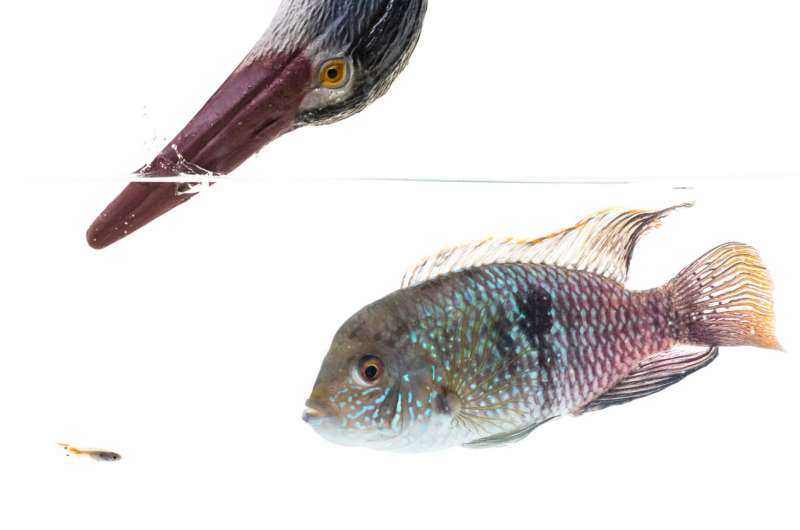 Fish have complex personalities, research shows