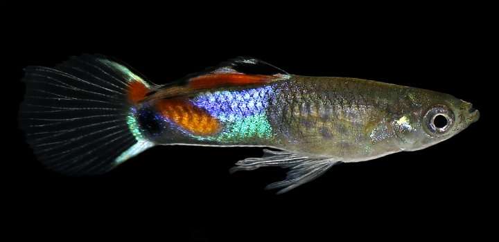 Fish provide insight into the evolution of the immune system