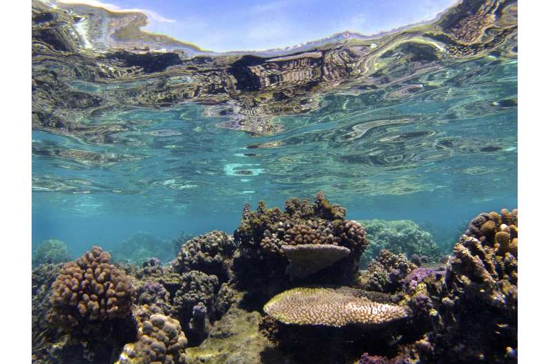 Fish social lives may be key to saving coral reefs