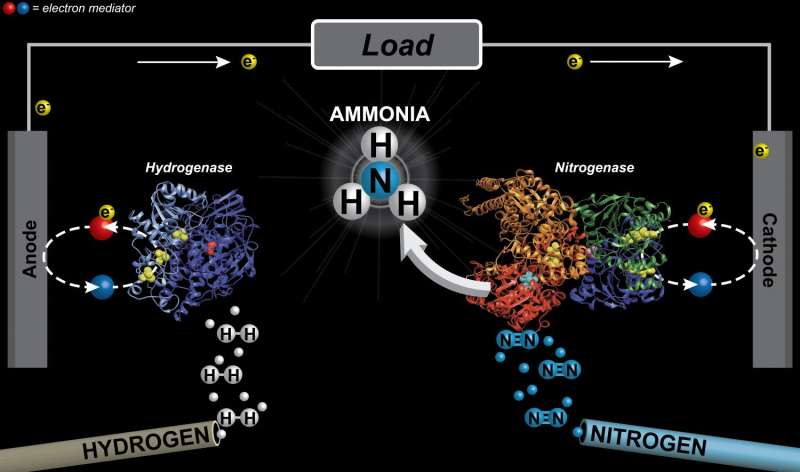 Flipping the switch on ammonia production