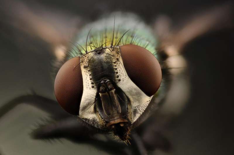 Flirting on the 'fly', what blow flies can tell us about attraction &amp; dating apps