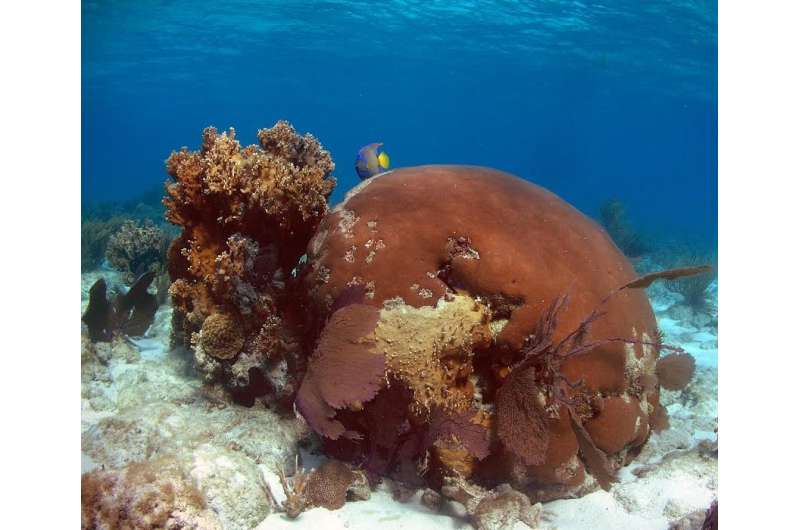 Florida corals tell of cold spells and dust bowls past, foretell weather to come