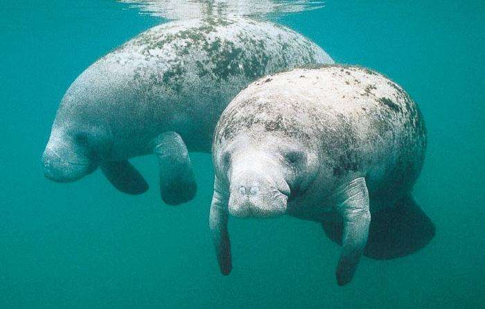 Florida manatees likely to persist for at least 100 years -- US Geological Survey
