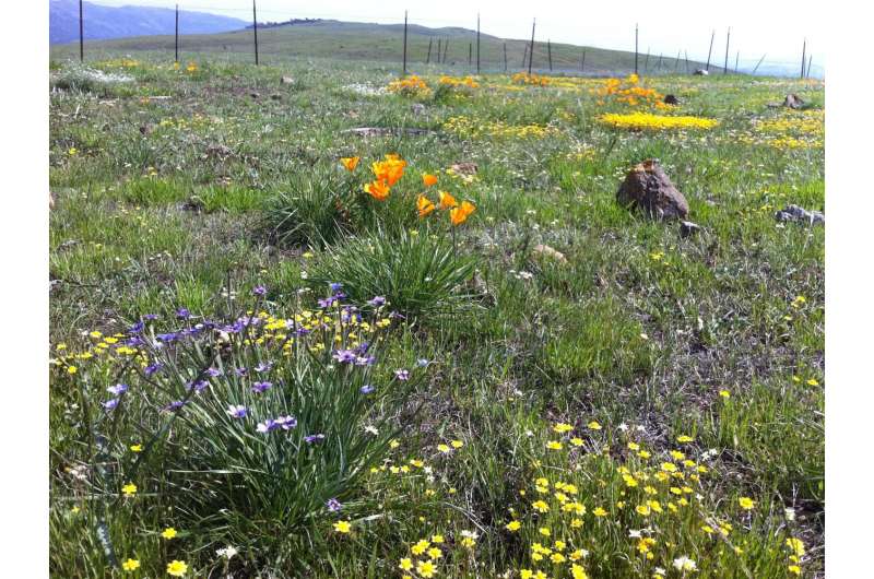 Flowering times shift with loss of species from a grassland ecosystem