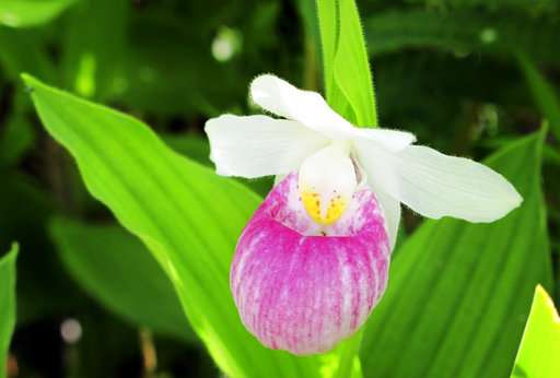 Flowers lovers flock to Vermont bog for wild orchids