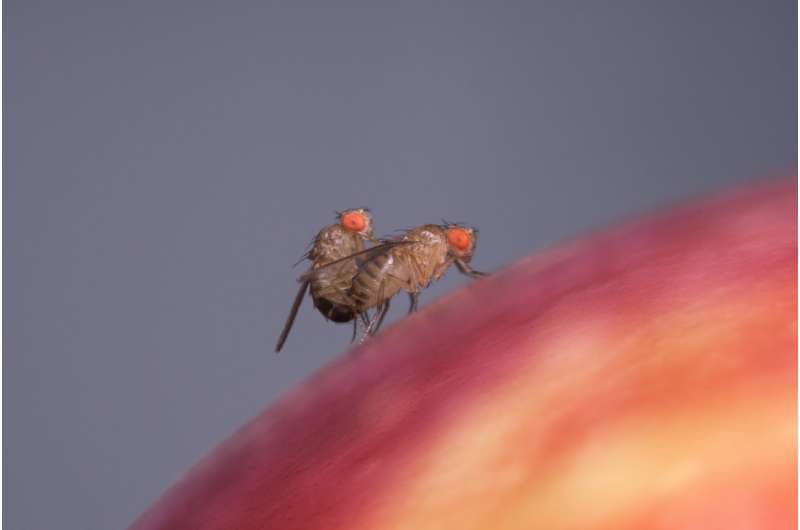 Food odor enhances male flies' attractiveness