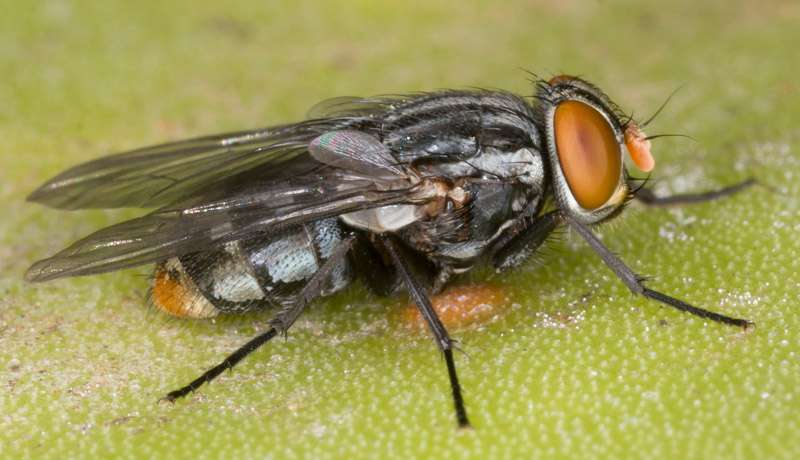 Forensic entomologist unearths Chinese migrant fly in Europe