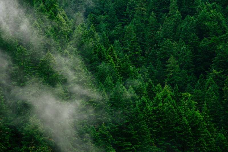 ‘Forest mobilisation:’ unlocking Europe’s wood energy potential