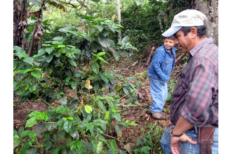 Forest plantations are a potent blend for coffee production