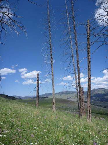 Forest resilience declines in face of wildfires, climate change