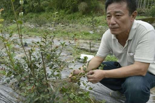 For years Huang Sheng-yi helped feed Taiwan's addiction to the betel nut, planting thousands of the trees on his mountainous far