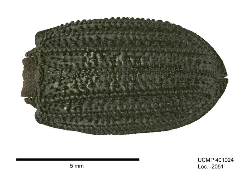 Fossil beetles suggest that LA climate has been relatively stable for 50,000 years