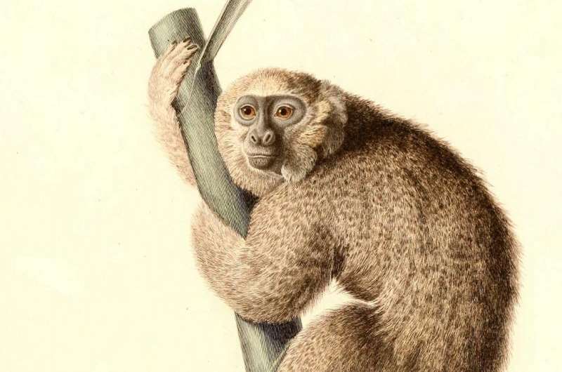 Fossil evidence suggests humans played a role in monkey’s demise in Jamaica