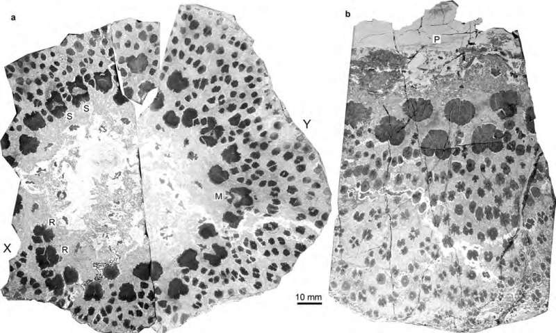 Fossils from the world's oldest trees reveal complex anatomy never seen before