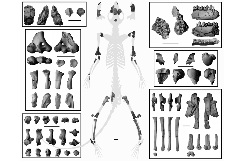 Fossil skeleton confirms earliest primates were tree dwellers