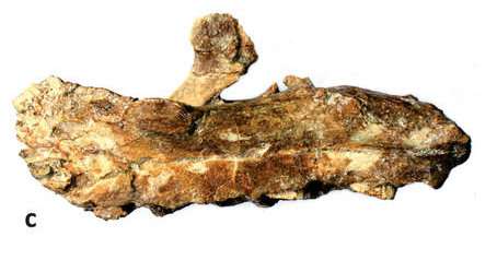 Fossil unearthed in France identified as a new vegetarian member of rhabdodontids