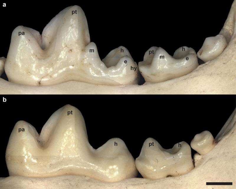 FOXI3 gene is involved in dental cusp formation