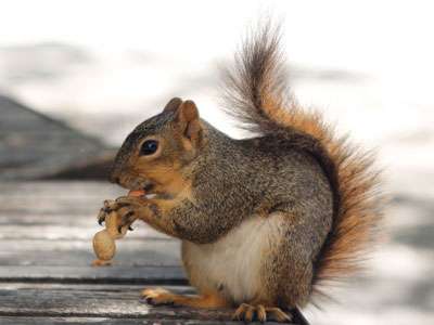 Fox squirrels use ‘chunking’ to organize their favorite nuts
