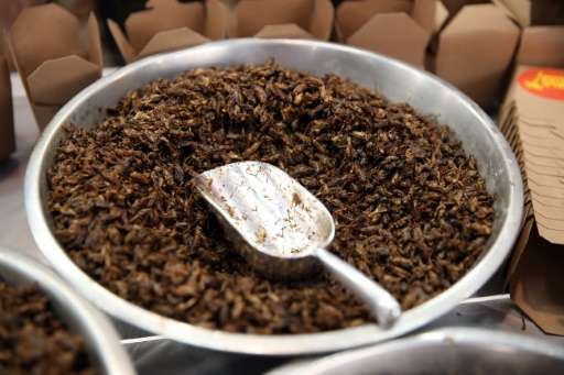 Fried crickets, roasted cockroach, honey-flavoured ants, mealworm and chocolate coated popcorn are now available to try and buy 