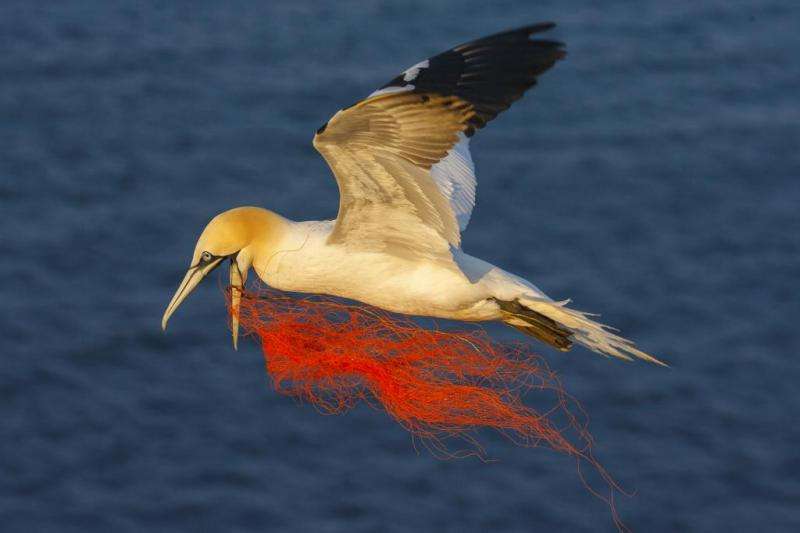 From entanglement to invasions of alien species—the harm caused by marine litter