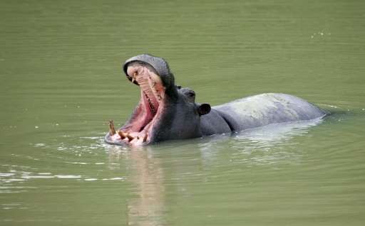 Frustrated farmers killed at least 27 hippos after the beasts damaged their livelihood in western Niger, prompting official inte