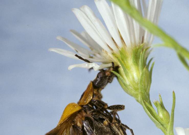 Fungal pathogen creates "zombeetles"