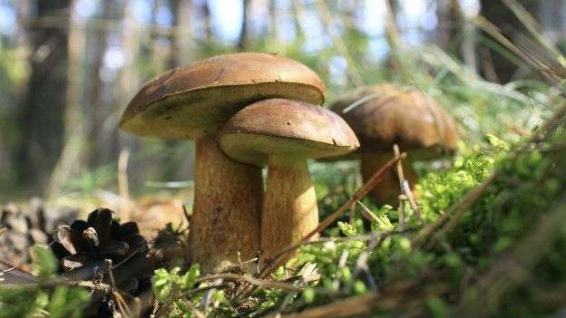 Fungi can be used as biomonitors for assessing radioactivity in our environment