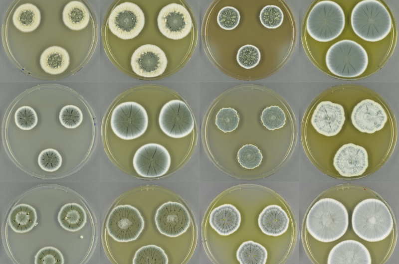 Fungi have enormous potential for new antibiotics