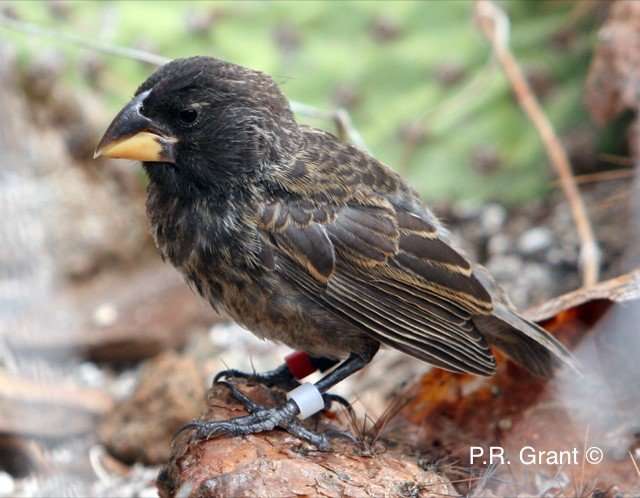 Galapagos study finds that new species can develop in as little as 2 generations