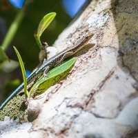 Geckos and skinks back from the brink