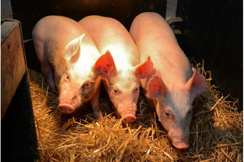 Gene-edited pigs show signs of resistance to major viral disease