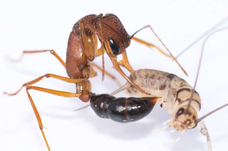 Gene-editing-induced changes in ant social communication