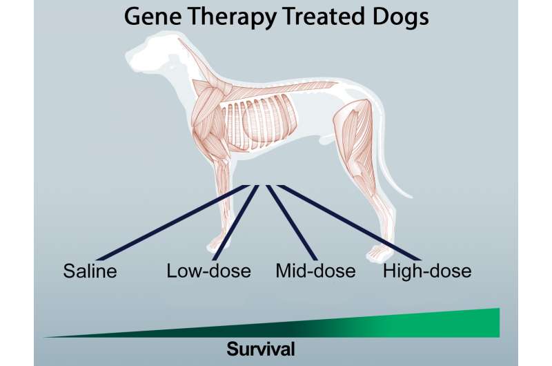 Gene therapy treats muscle-wasting disease in dogs