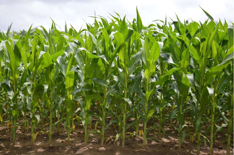 Genetically boosting the nutritional value of corn could benefit millions