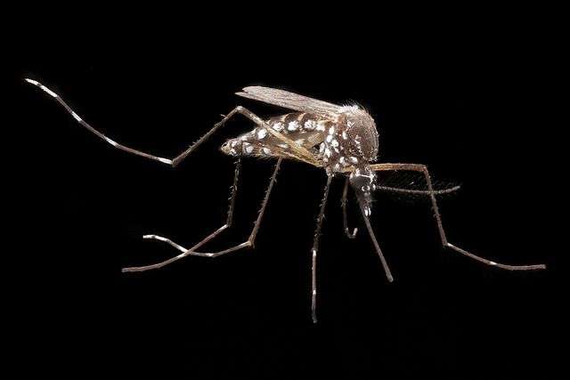 Genetically engineered mosquitoes resist dengue fever virus
